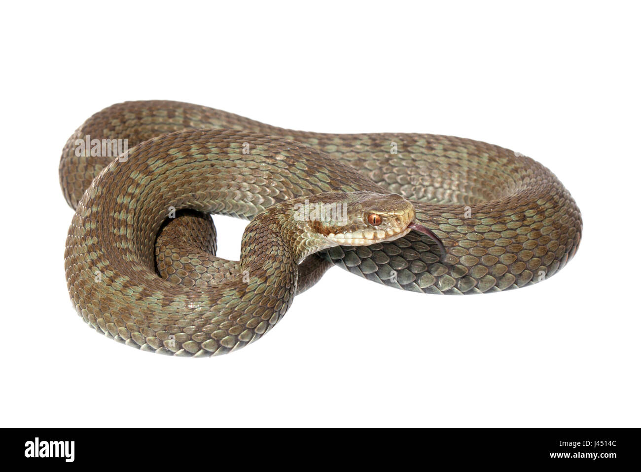 Photo d'une femelle comon viper sur un fond blanc. Banque D'Images Photo d'une femelle comon viper sur un fond blanc. Banque D'Images