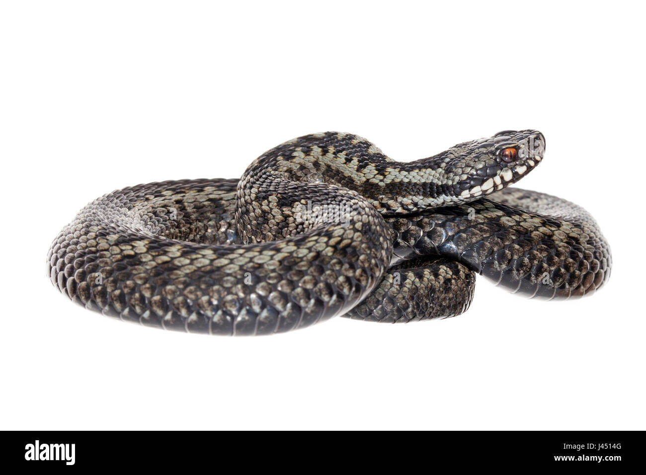 Commune mâle viper sur un fond blanc. Banque D'Images