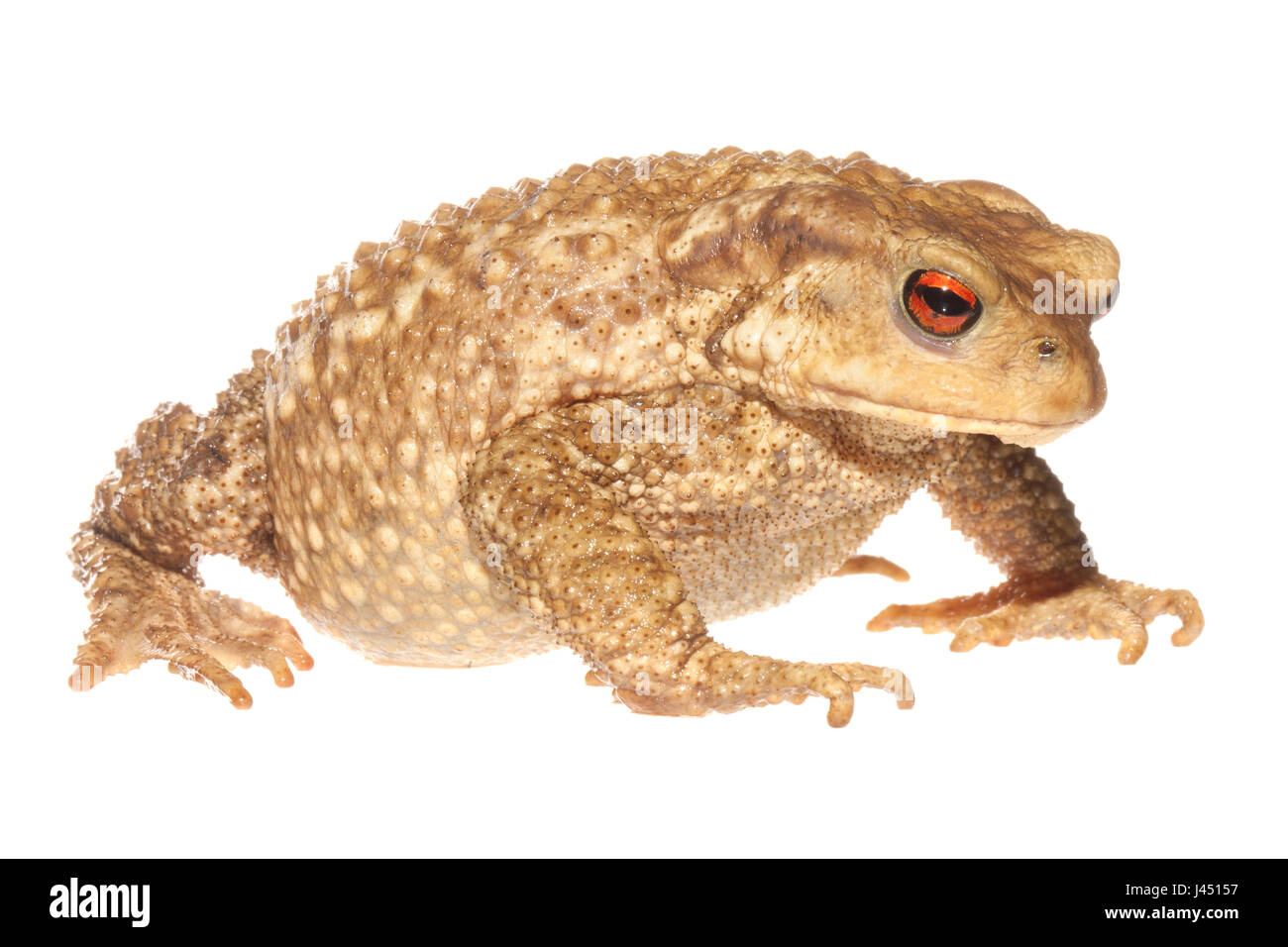 Toad photographié sur un fond blanc Banque D'Images