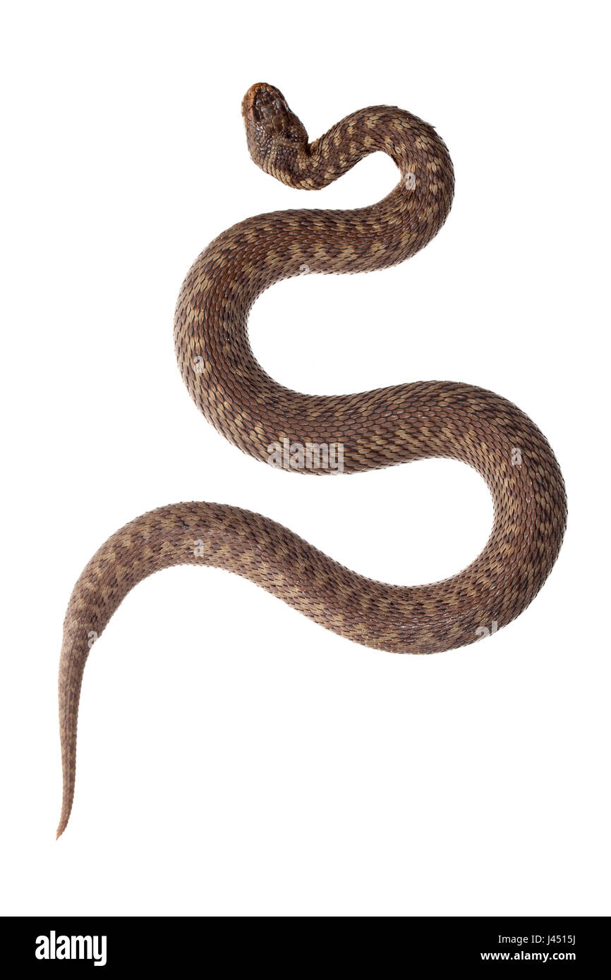 Photo d'une femelle comon viper sur un fond blanc. Banque D'Images Photo d'une femelle comon viper sur un fond blanc. Banque D'Images