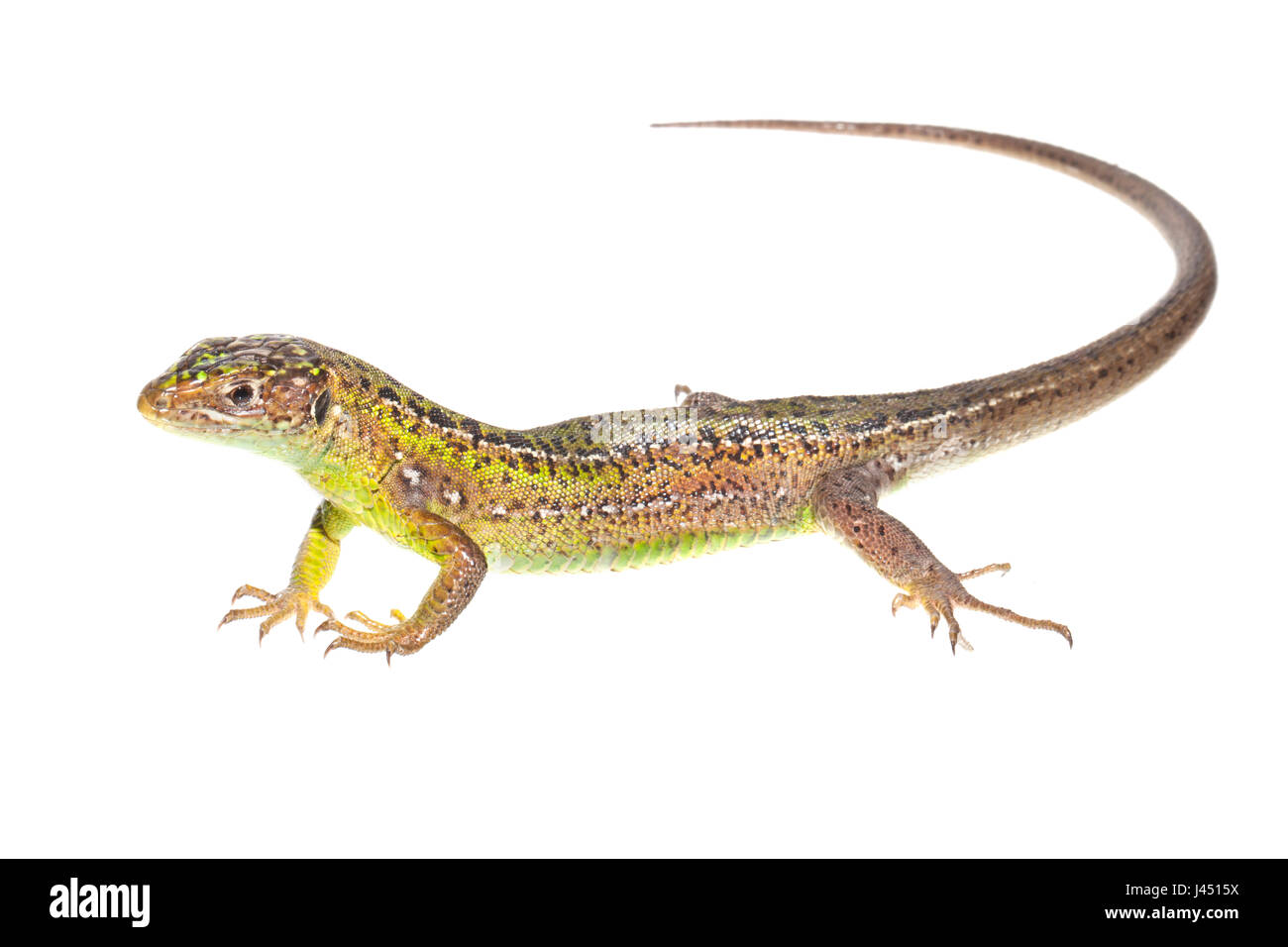 Lézard vert occidental femelle photographiée sur un fond blanc Banque D'Images Lézard vert occidental femelle photographiée sur un fond blanc Banque D'Images