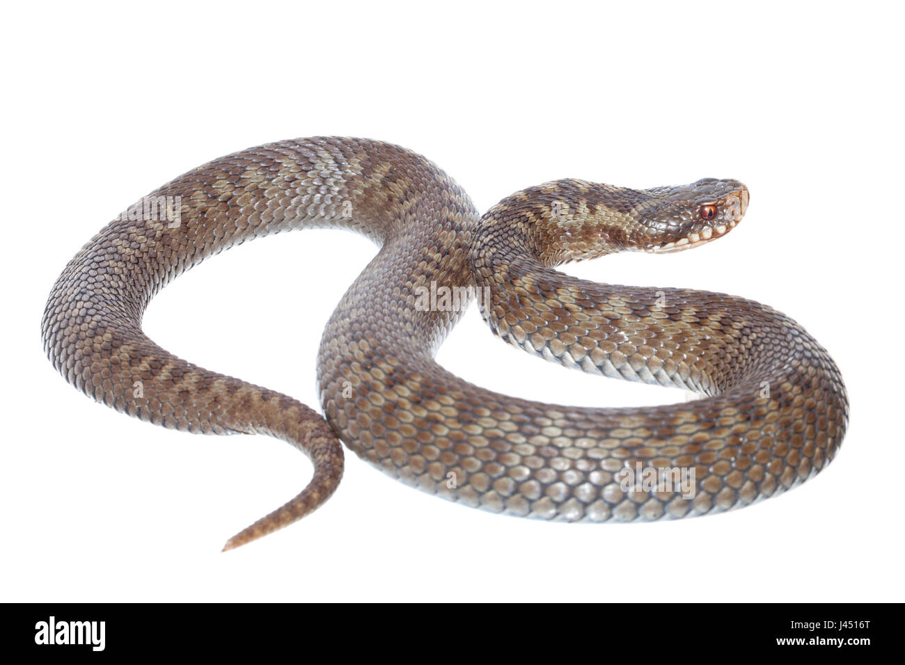 Photo d'une femelle comon viper sur un fond blanc. Banque D'Images Photo d'une femelle comon viper sur un fond blanc. Banque D'Images