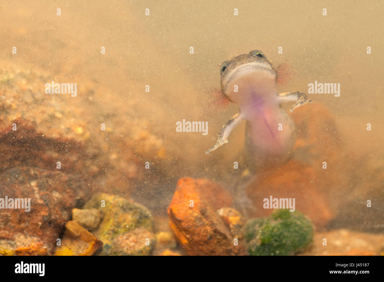 Les larves de salamandres de feu sous l'eau Banque D'Images