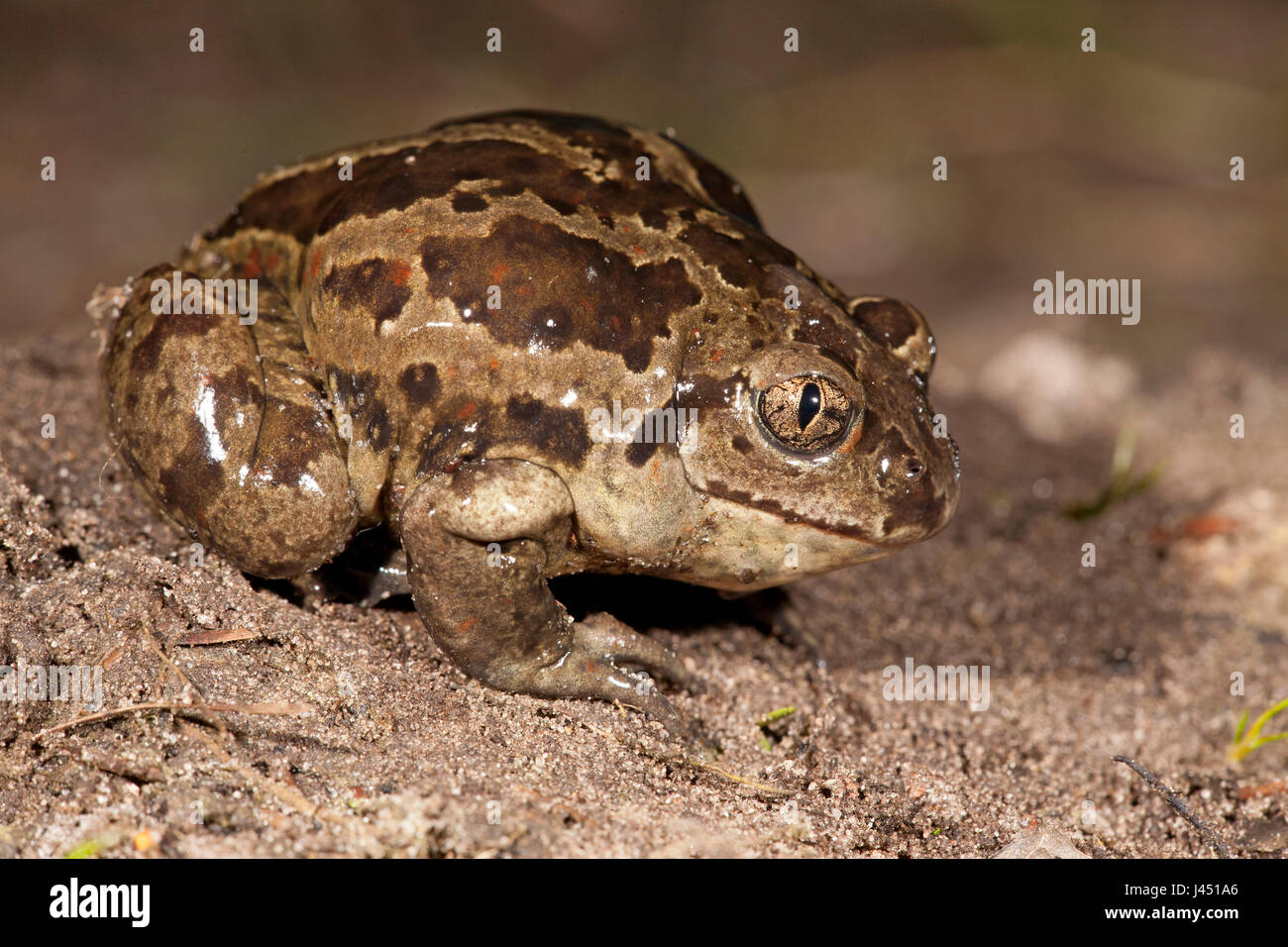 Crapaud commun se gonfle lui-même comme un moyen de défense Banque D'Images