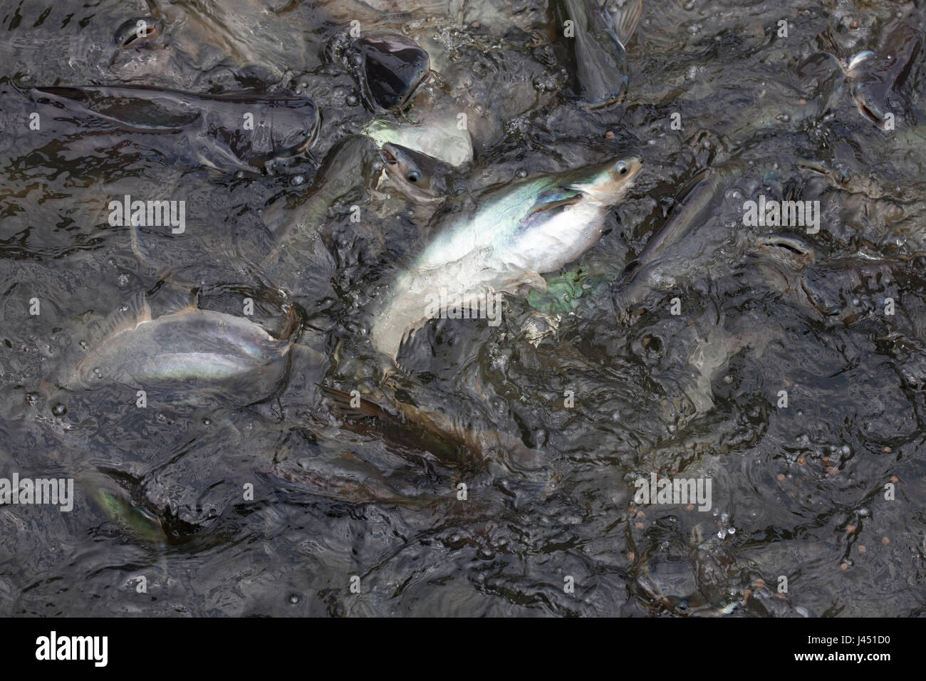 Poisson-chat rayé groep nourris à la surface Banque D'Images