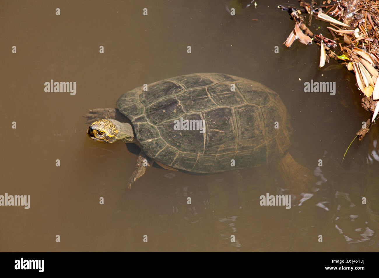 Temple à tête jaune dans l'eau Banque D'Images