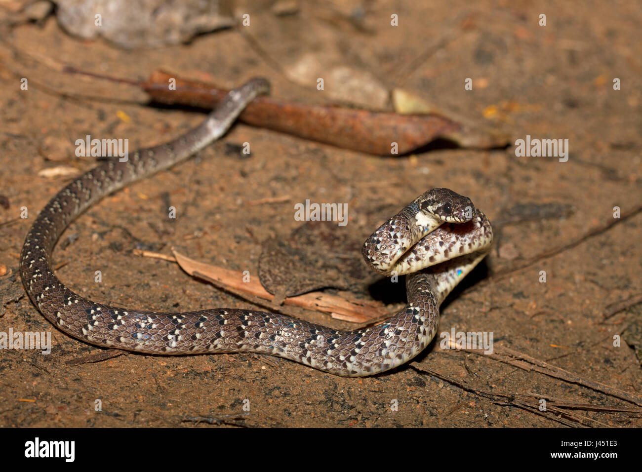 Serpent limace tachetée sur le sol de la forêt dans la jungle Banque D'Images