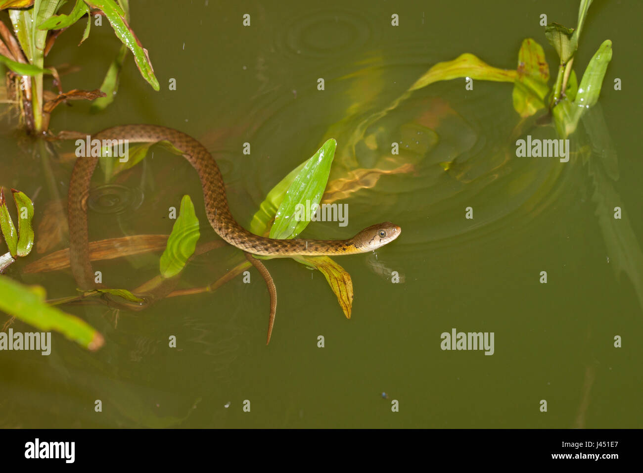 Chasse keelback jaune repéré dans l'eau Banque D'Images