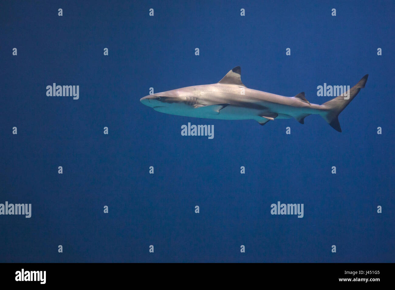 Blacktip shark dans la Blue Water Banque D'Images