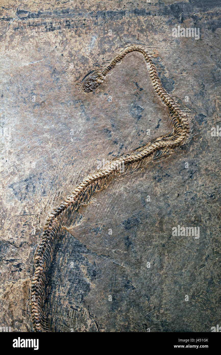 Fossile d'un serpent du ecocene (trouvée à Hessen Allemagne) Banque D'Images