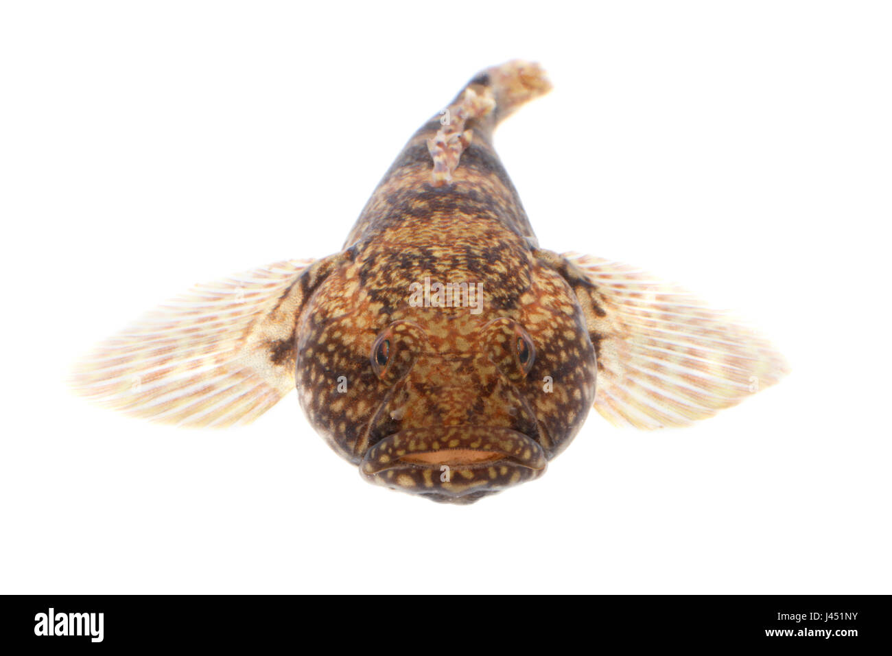 Gobie à grosse tête isolé sur fond blanc Banque D'Images