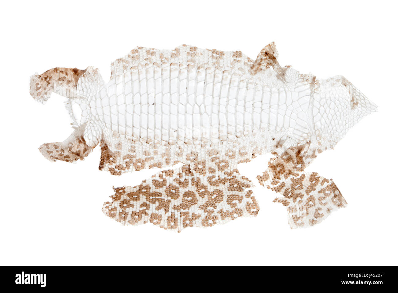 Lacerta agilis ; Slough de sand lizard Banque D'Images