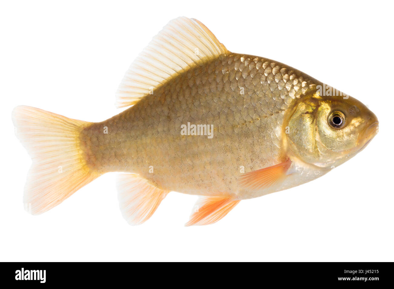 Crusian adultes carp isolated on white Banque D'Images