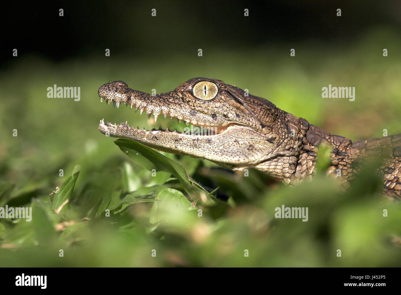 Portrait d'une jeune tortue crocodile du Nil Banque D'Images