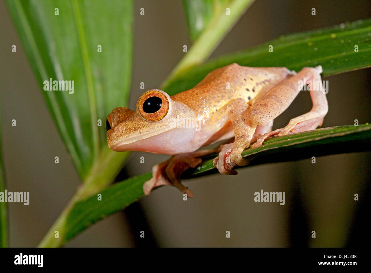 Photo d'une grenouille Arlequin sur une feuille verte Banque D'Images