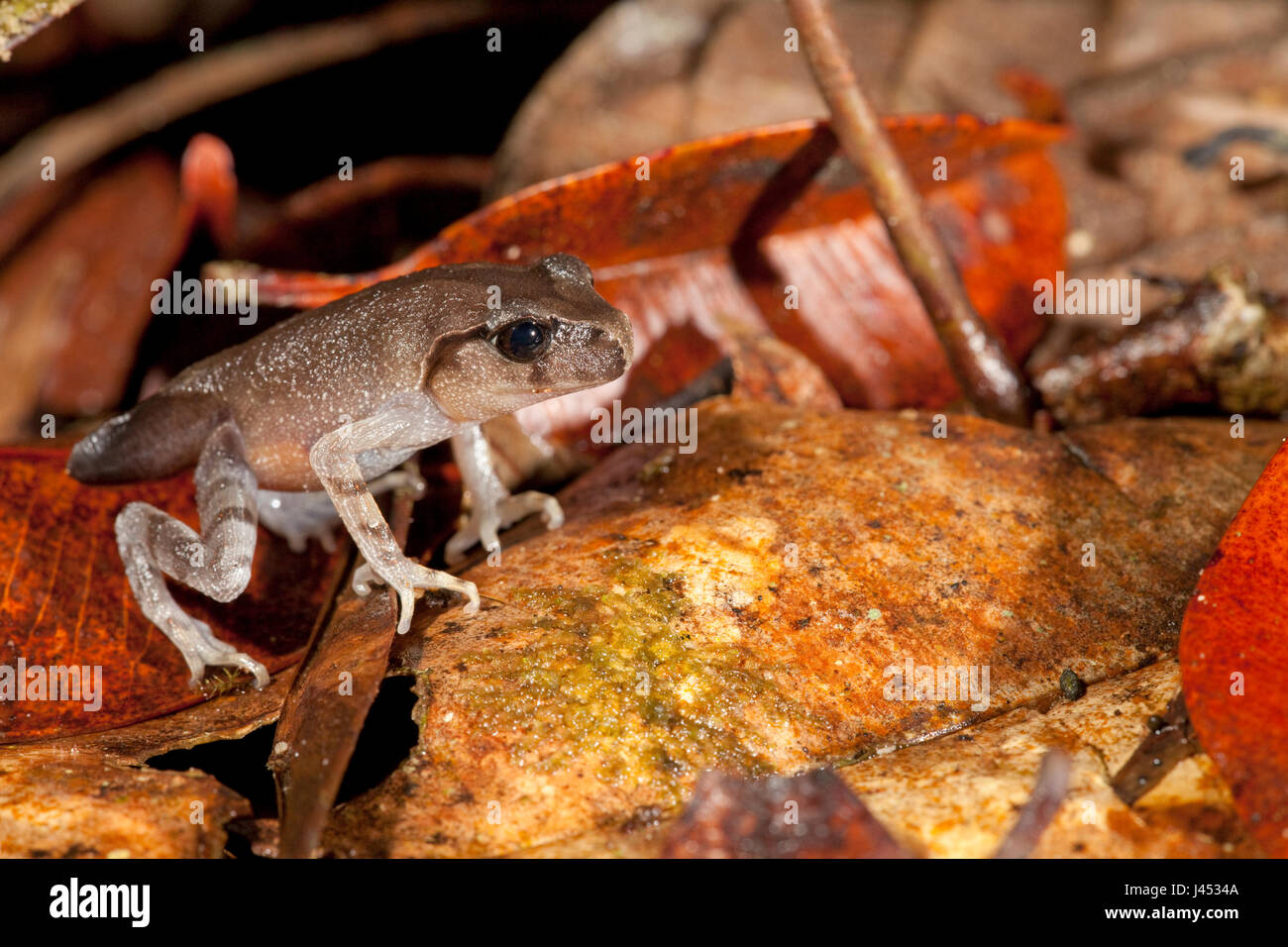 Photo d'une grenouille litière montagnarde métamorphoses juste Banque D'Images