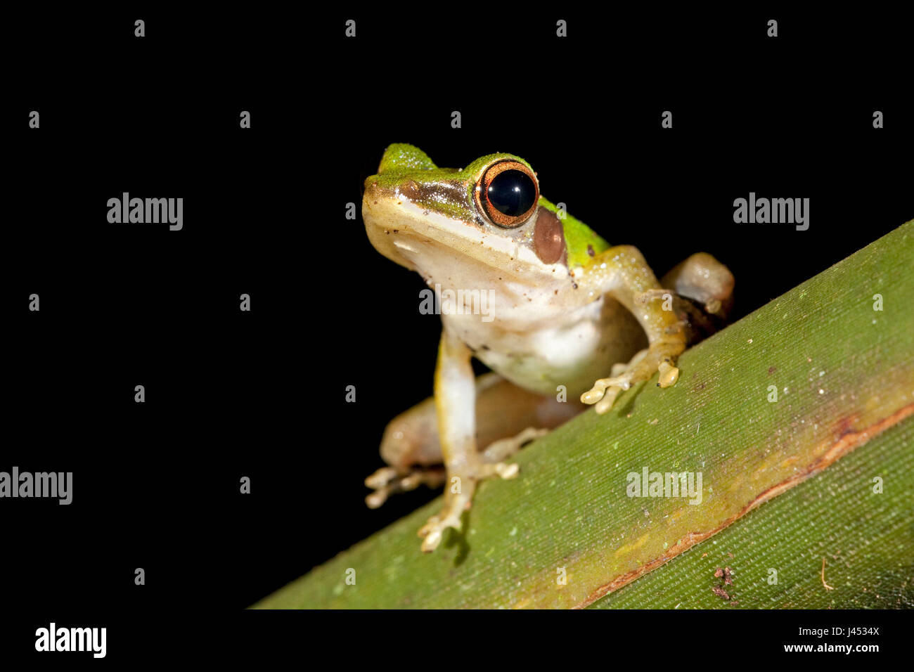 Photo d'un blanc-lipped grenouille sur une feuille verte Banque D'Images