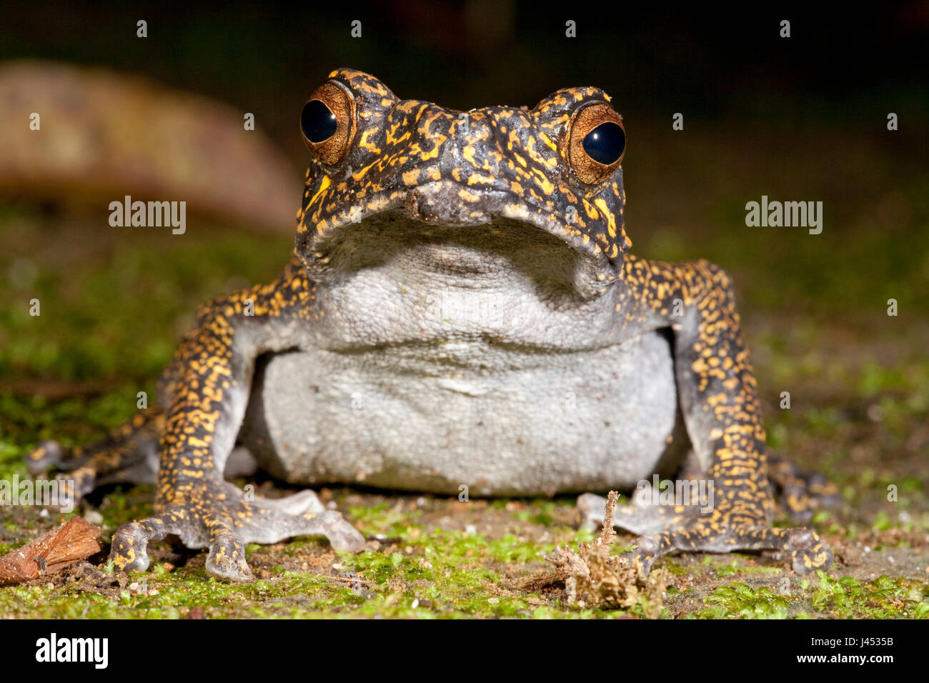 Photo d'un crapaud arbre brun Banque D'Images