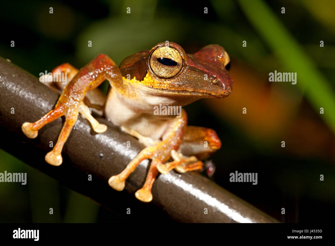 Foto van een boomkikker zittend op een stengel ; Photo d'un black-eared grenouille d'arbre assis sur une branche ; Banque D'Images