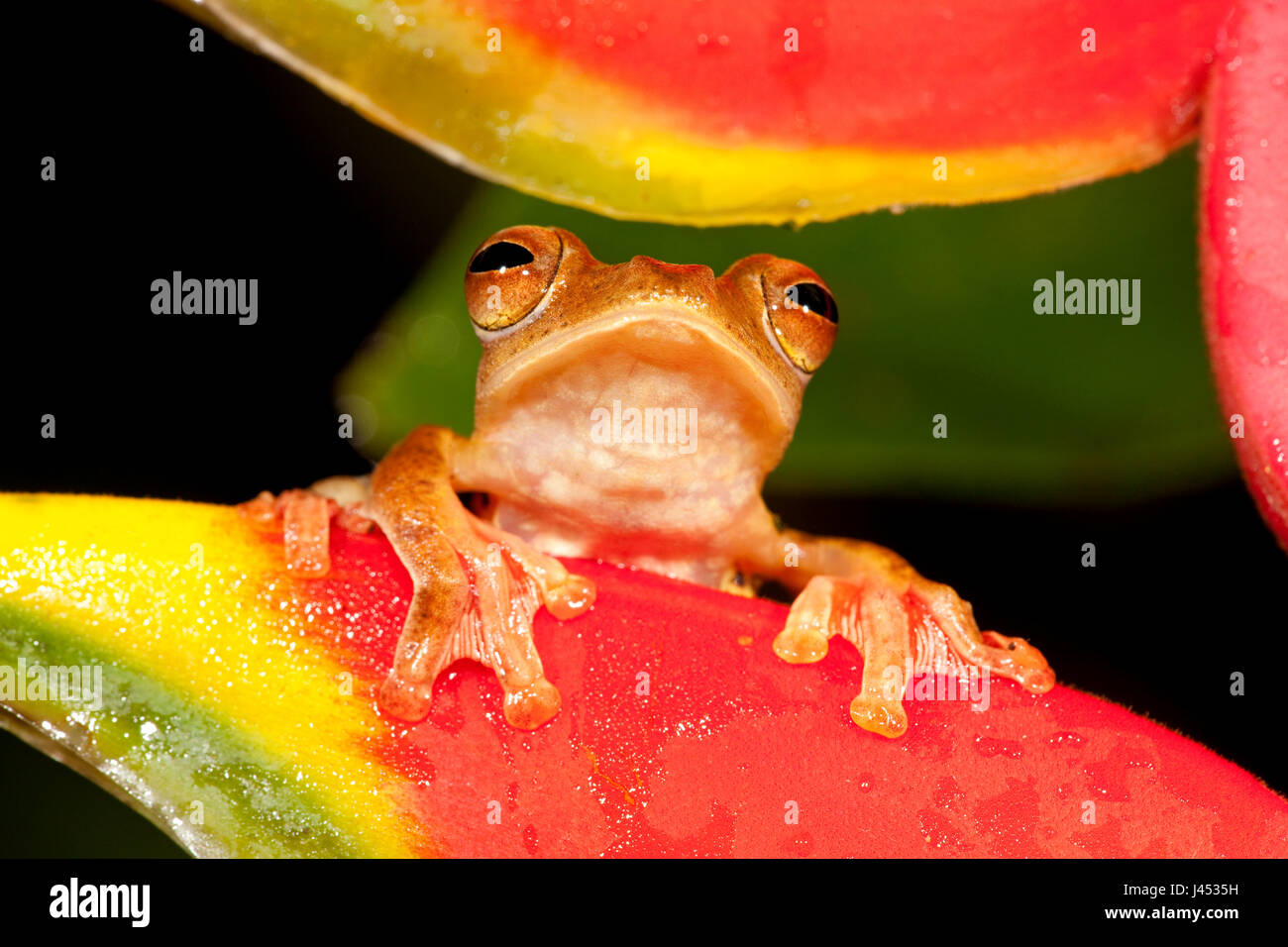 Le portrait d'une grenouille Arlequin à la recherche entre les fleurs d'une pince Crabe fleur Banque D'Images