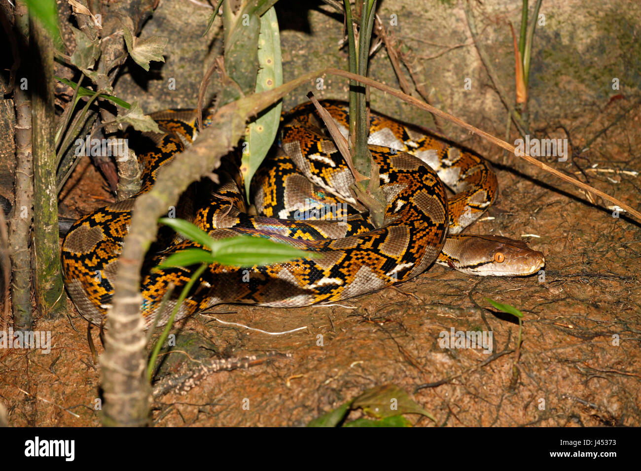Photo d'un python réticulé se reposant sous un arbre en attendant en embuscade pour la proie Banque D'Images