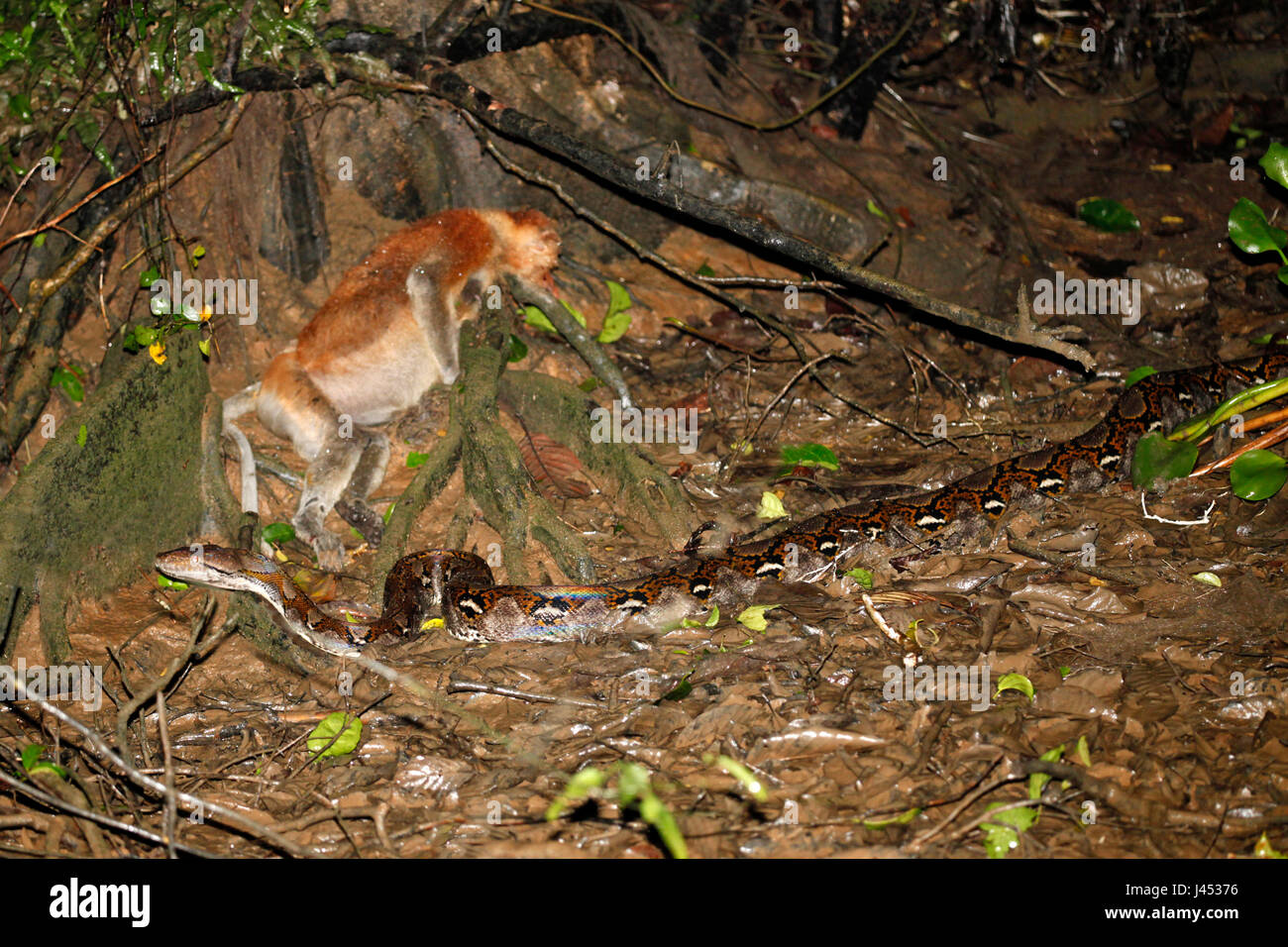 Photo d'un python réticulé énorme avec un Proboscis Monkey comme sa proie Banque D'Images