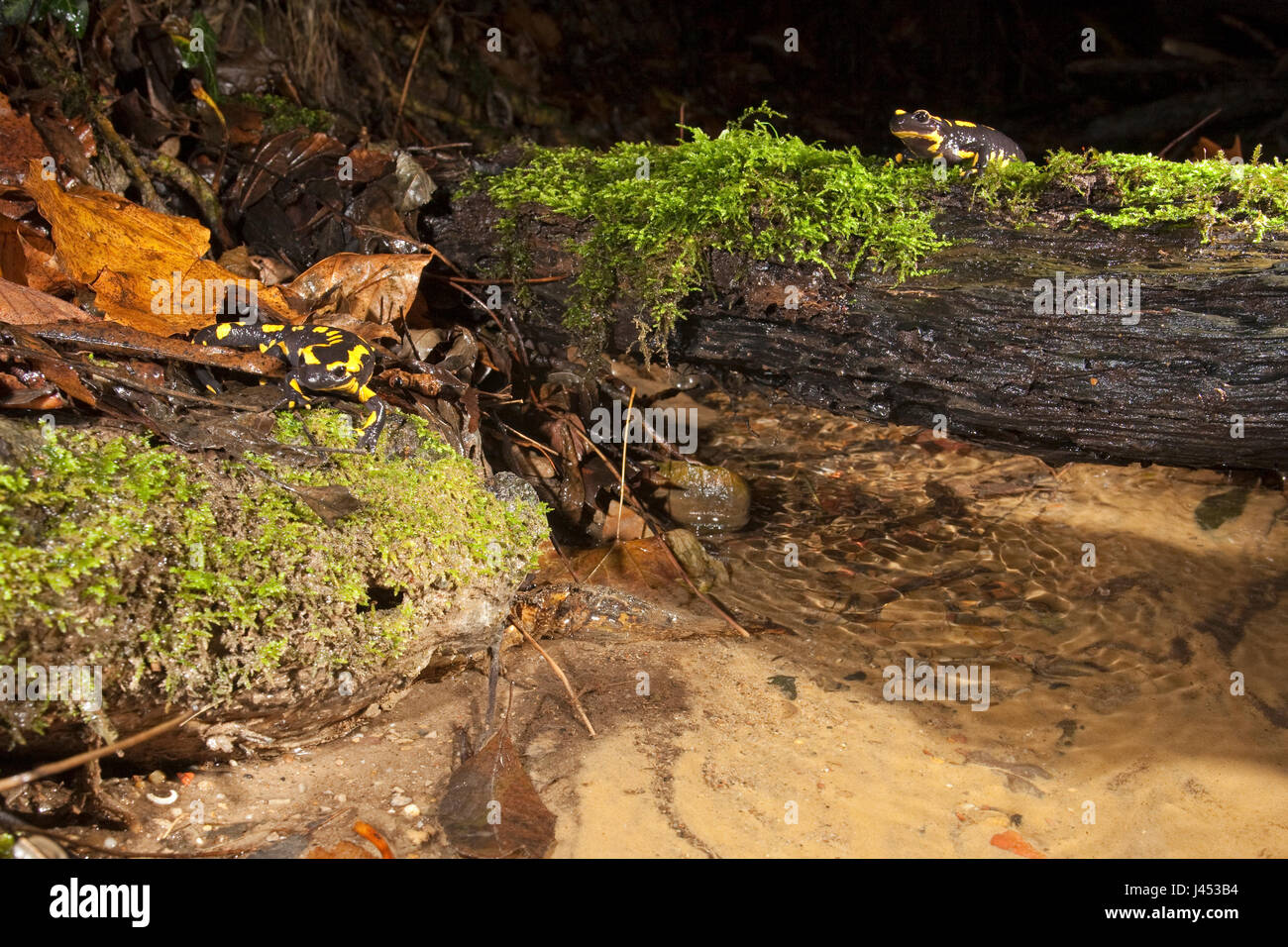 Aperçu de deux firesalamanders dans leur environnement le long d'un ruisseau Banque D'Images