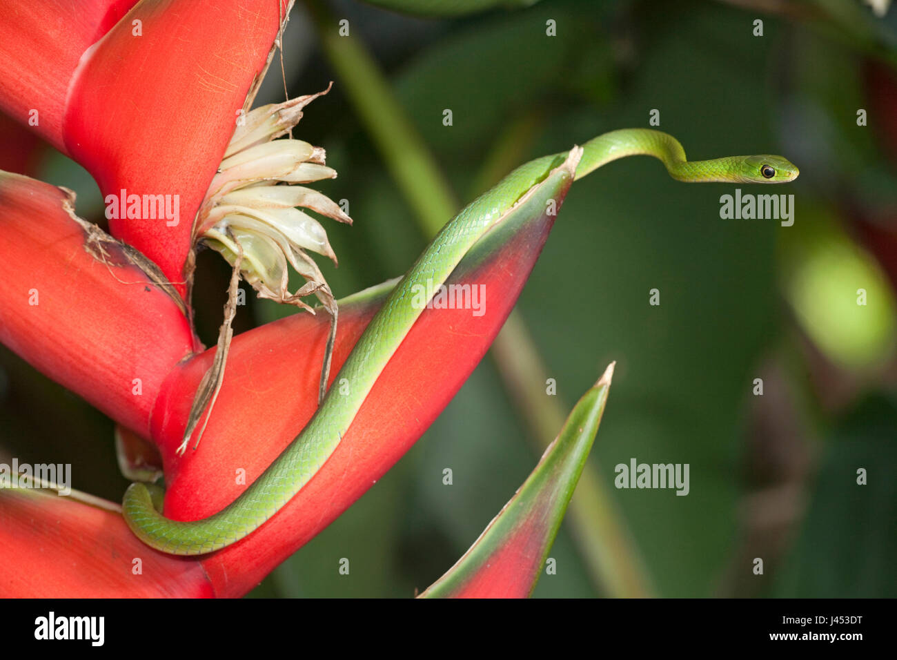 Photo d'un serpent d'eau verte Banque D'Images