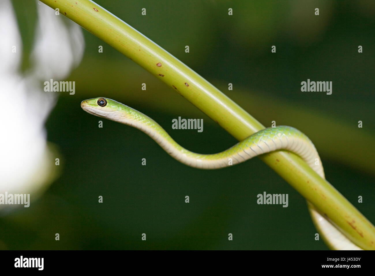 Photo d'un serpent d'eau verte Banque D'Images