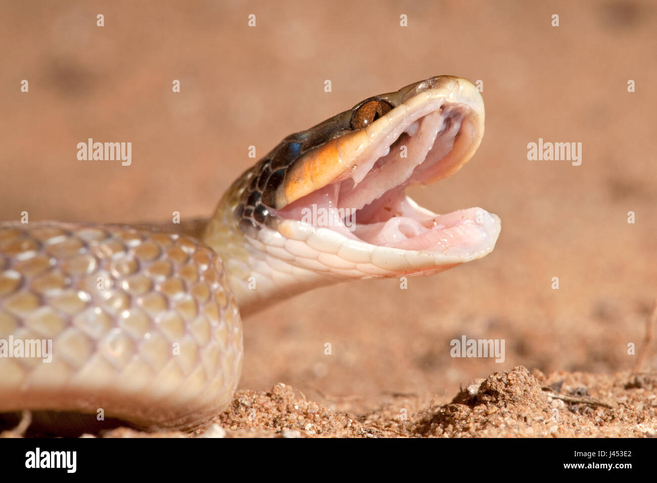 Photo d'un serpent à l'Herald l'arrière fang bien visible dans l'arrière de la bouche Banque D'Images