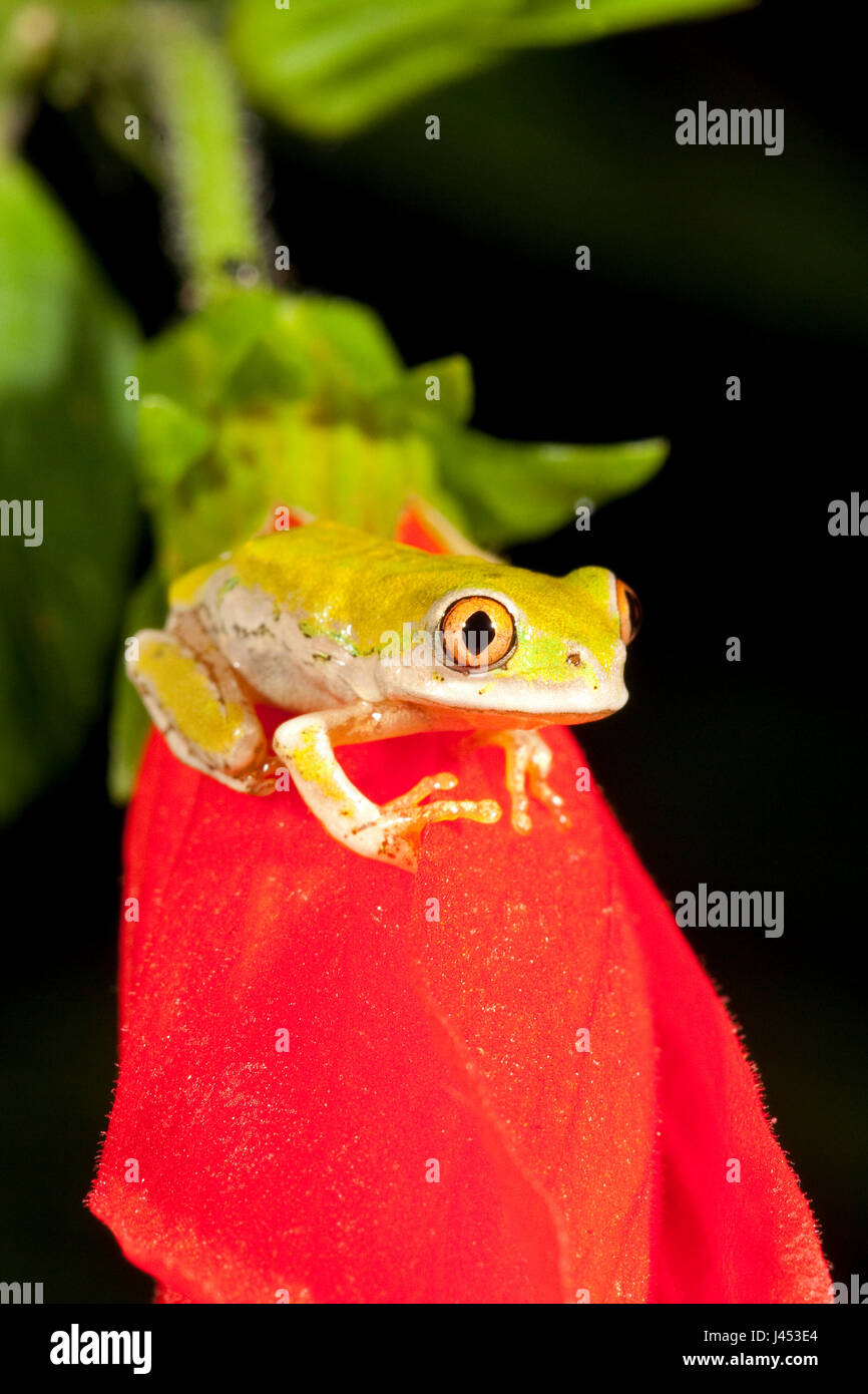 Photo d'une jeune grenouille arbre natal sur une fleur rouge Banque D'Images