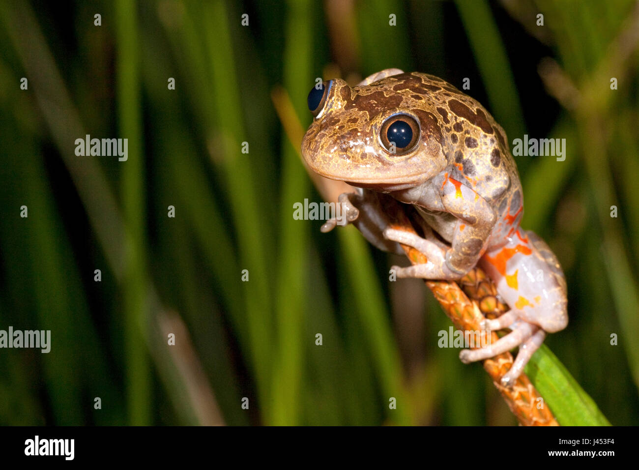 Foto van een Red-legged Kassina boven dans de vegetatie om te roepen ; Photo d'un mâle Red-legged Kassina prêt à appeler ; Banque D'Images