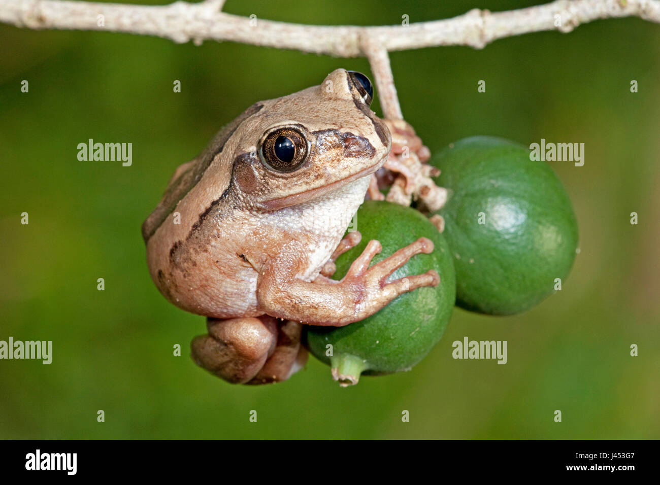 Photo d'une grenouille à dos marron Banque D'Images