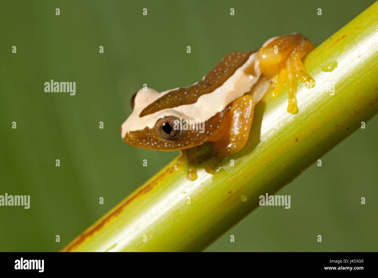 Foto van een-feuille plus grande grenouille pliage ; Photo d'une feuille plus grande grenouille de pliage ; Banque D'Images