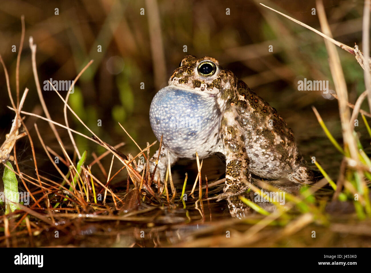 Crapaud calamite mâle appelant dans l'eau avec un énorme sac vocal Banque D'Images