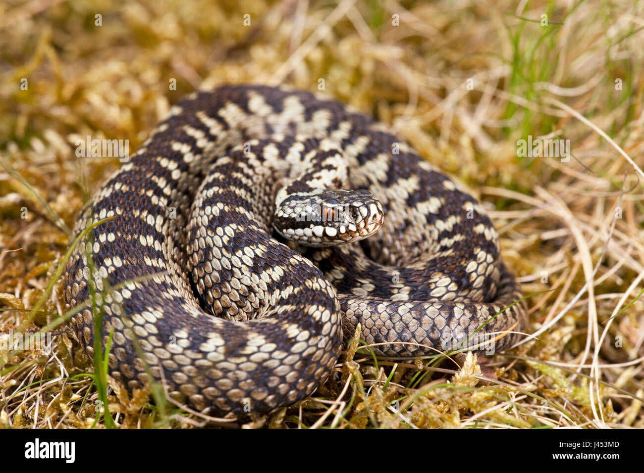 Photo d'un mâle pèlerin viper commun Banque D'Images