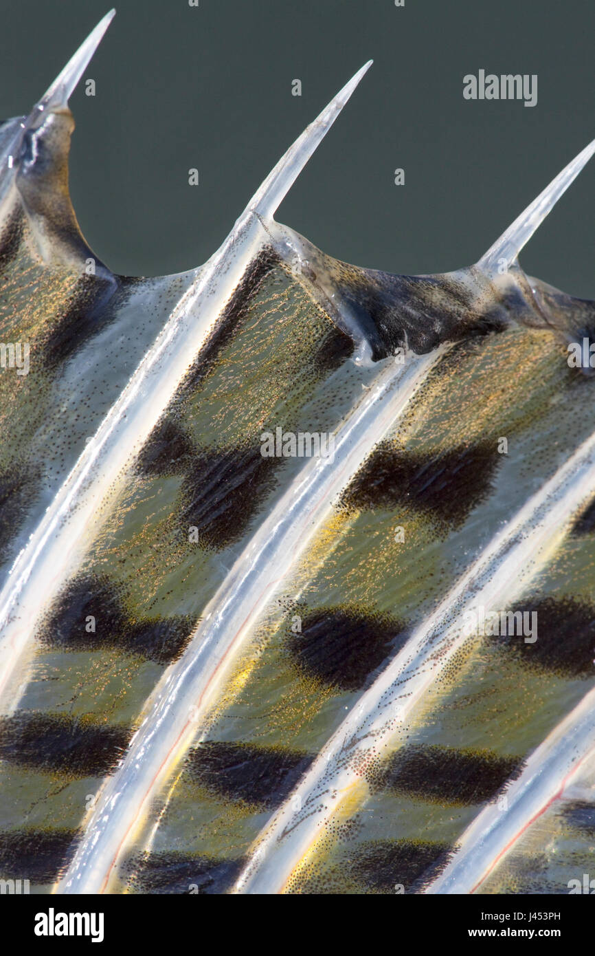 Détail de l'aileron dorsal d'un sandre Banque D'Images