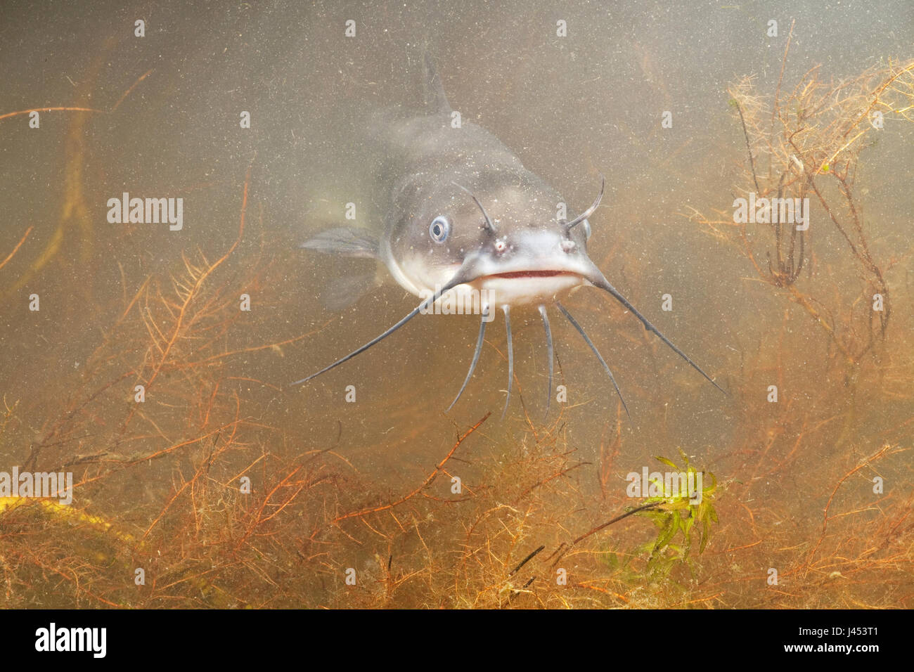 Portrait d'une barbotte brune sous l'eau Banque D'Images