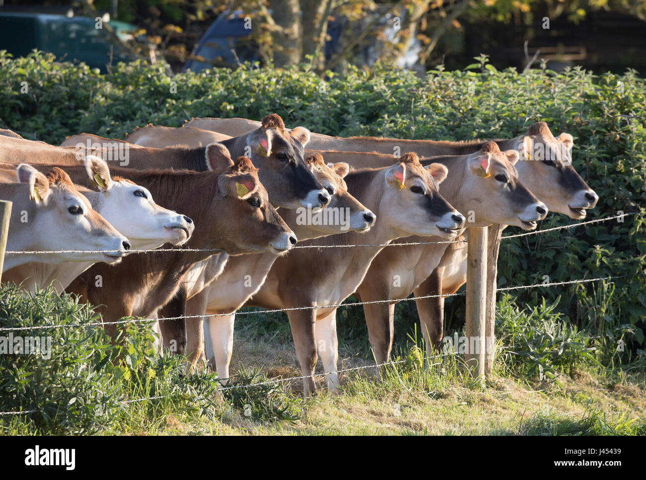 Les jeunes vaches de Jersey dans un champ à l'Isle of Wight, UK Banque D'Images