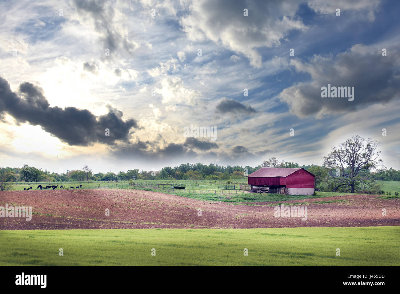 Le printemps sur une ferme avec des vaches, Maryland grange rouge et champ labouré Banque D'Images