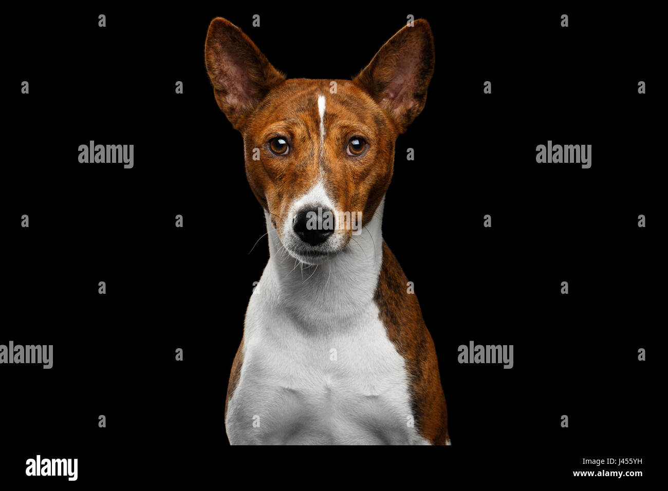 Close-up Portrait de l'humanité rouge avec blanc chien Basenji Stare attente isolées sur fond noir, font voir Banque D'Images