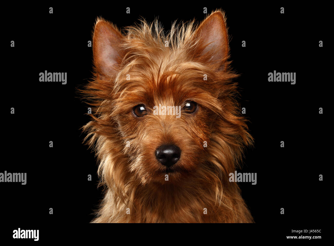 Mignon chien de terrier australien isolé sur fond noir Banque D'Images