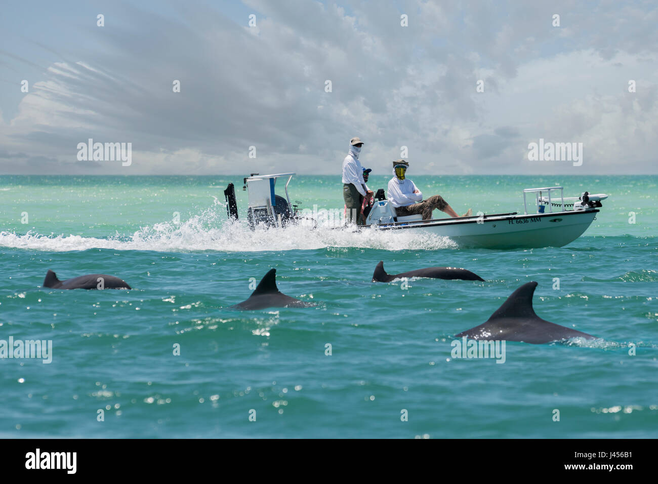 Les grands dauphins nager au-delà d'un bateau de pêche - Anna Maria Island, Floride, USA Banque D'Images