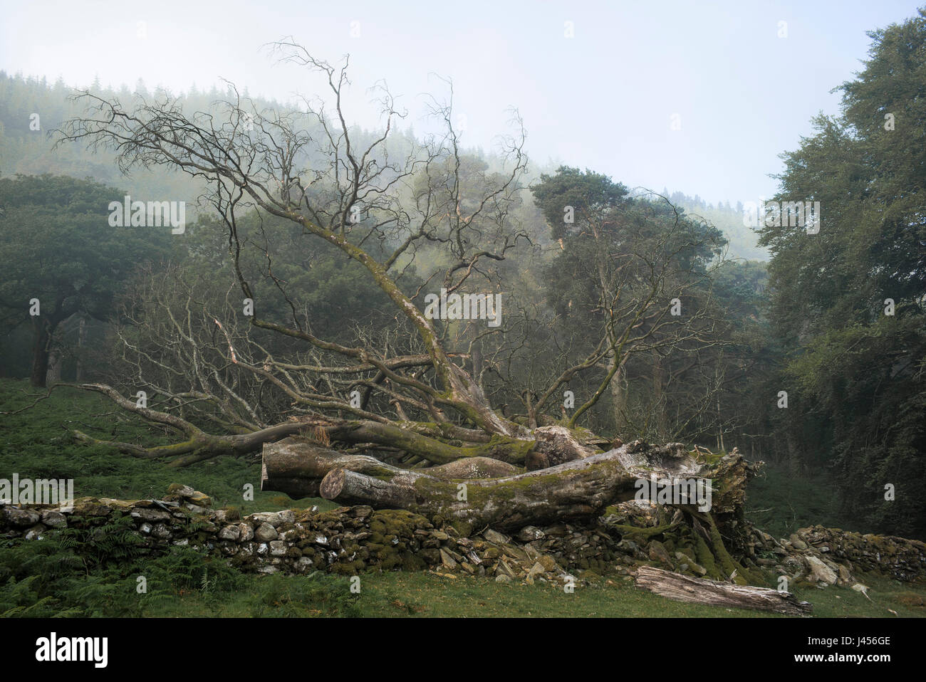 Un arbre tombé partiellement coupées couché sur un mur sec en pierre dans une vallée de Snowdonia, Pays de Galles, Royaume-Uni. Derek Hudson / Alamy Stock Photo Banque D'Images