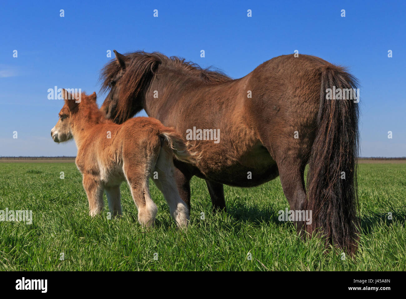 Pony avec kid on meadow Banque D'Images