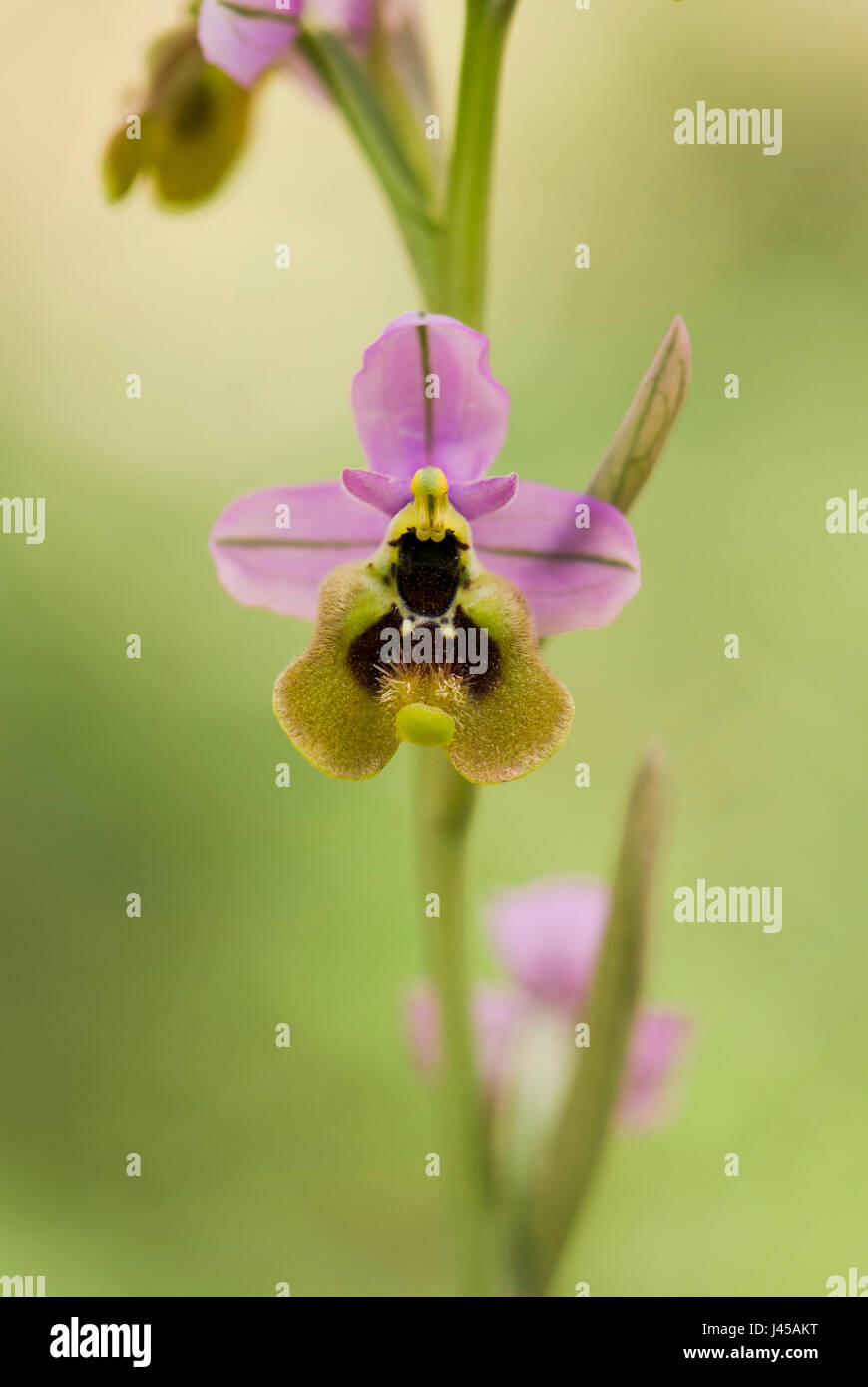 L'orchidée mouche, Ophrys tenthredinifera subsp ficalhoana, inflorescence, Andalousie, au sud de l'Espagne Banque D'Images