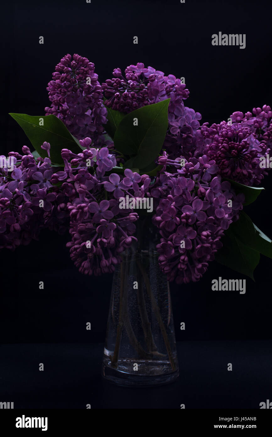 Syringa vulgaris dans un vase isolé sur fond noir, profondeur de champ faible, selective focus, effet spectaculaire Banque D'Images