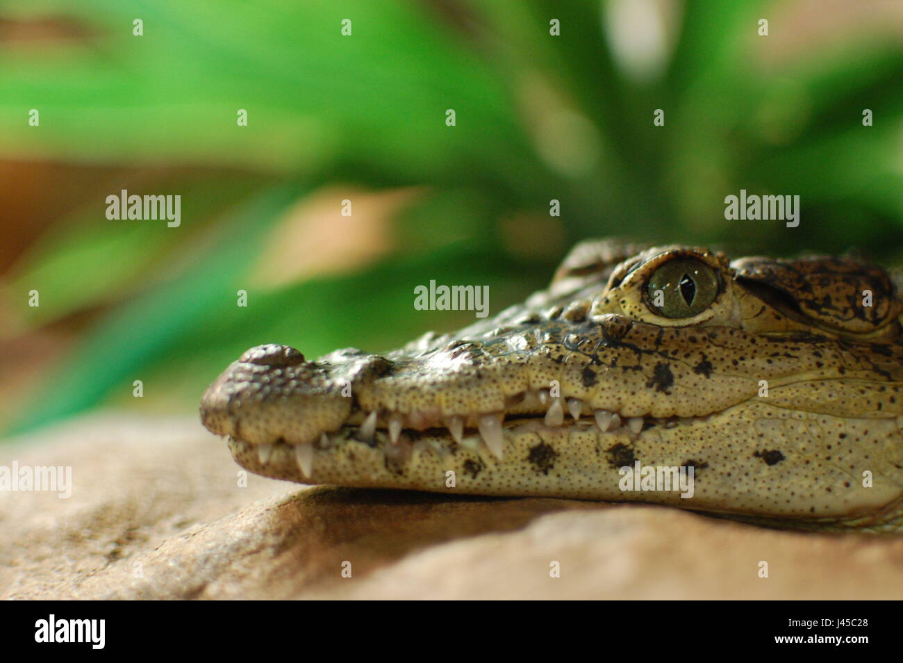 Bebe Crocodile De Cuba Crocodylus Rhombifer L Aquarium De Skansen Stockholm Suede Photo Stock Alamy
