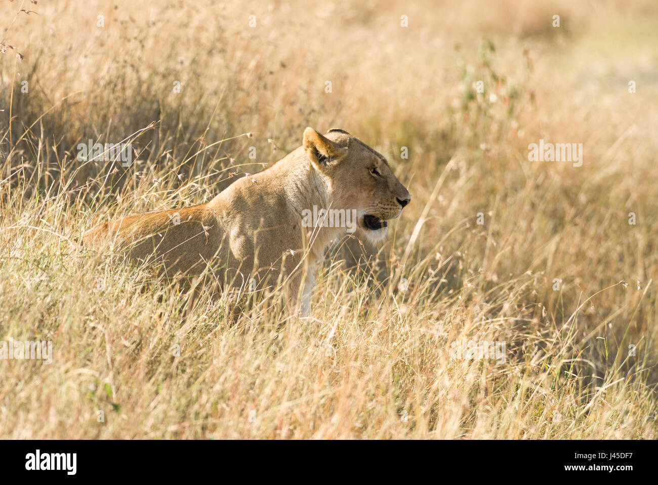 Lion (Panthera leo) assis dans l'herbe haute, Masai Mara, Kenya Banque D'Images