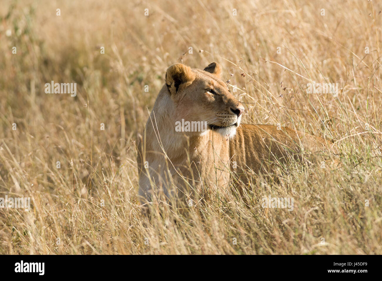 Lion (Panthera leo) debout dans l'herbe haute, Masai Mara, Kenya Banque D'Images